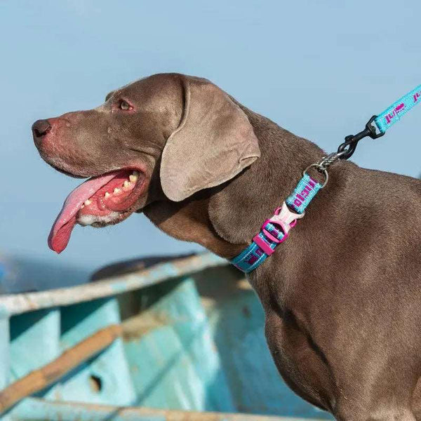 Reflective Half Choke Dog Collar in vibrant colors, showcasing its durable Nylon Webbing material, stainless steel chain, adjustable buckle, and reflective 3M material for enhanced safety during walks and training.