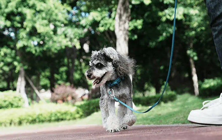 Reflective Slip Leash for Dogs – Ultra-Lightweight, Durable Nylon with 3M Reflective Strip & Aluminum Carabiner - Gabby Whale