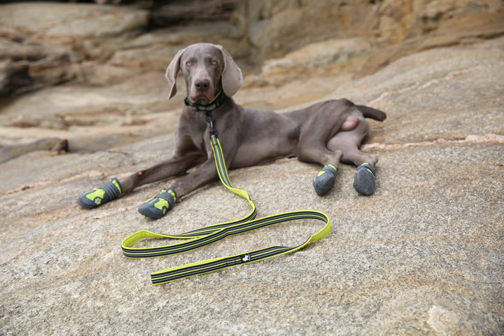 A close-up image of a mesh padded dog leash featuring high-density nylon webbing, a breathable mesh-padded handle for comfort, and a sturdy zinc alloy hook. The leash is shown in vibrant colors with integrated reflective stitching for enhanced visibility during nighttime walks.