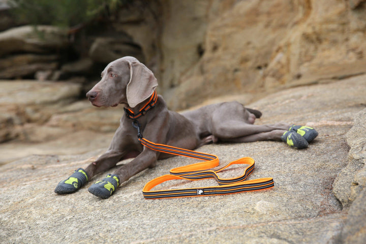 A close-up image of a mesh padded dog leash featuring high-density nylon webbing, a breathable mesh-padded handle for comfort, and a sturdy zinc alloy hook. The leash is shown in vibrant colors with integrated reflective stitching for enhanced visibility during nighttime walks.