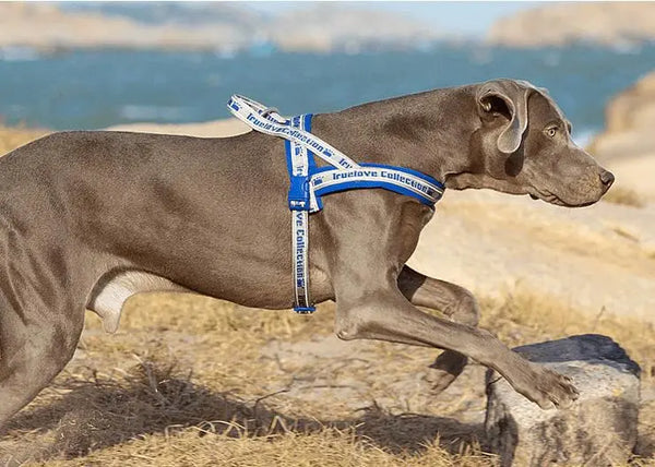 Padded Dog Harness | Comfortable, Reflective, and Secure - Gabby Whale