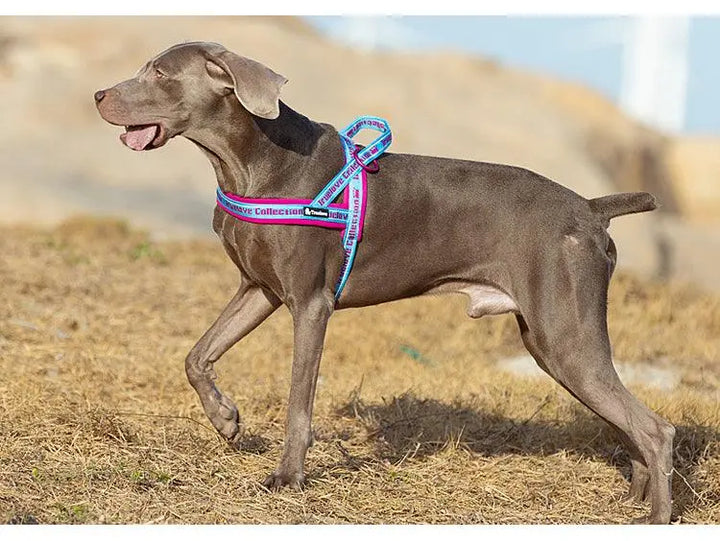 Dog Harness with Breathable Mesh and Secure Buckles – Perfect for Walks and Outdoor Adventures