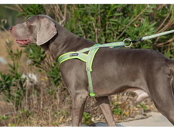 Vibrant Color Dog Harness for Active Lifestyle – Reflective, Lightweight, and Durable