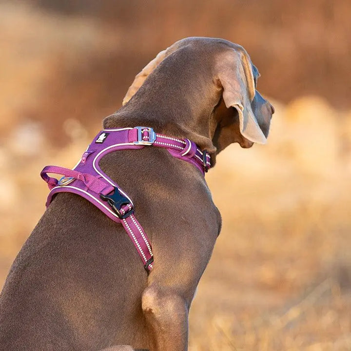 Reflective Strips Close-Up: "Close-up image of the reflective strips on the no-pull dog harness, enhancing safety and visibility for nighttime walks.