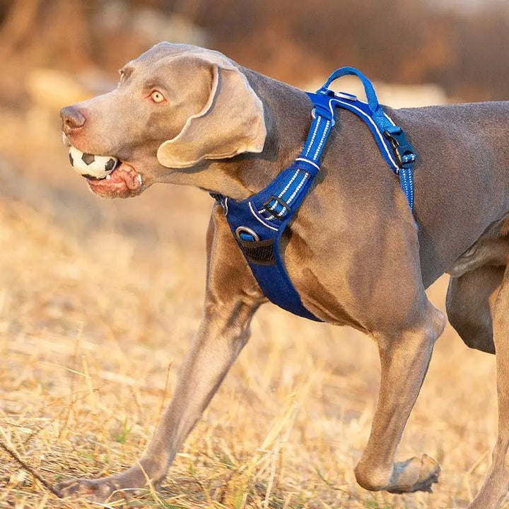 Back Handle and D-Ring: "Rear view of the no-pull dog harness highlighting the sturdy back handle and aluminum alloy D-ring for secure leash attachment.