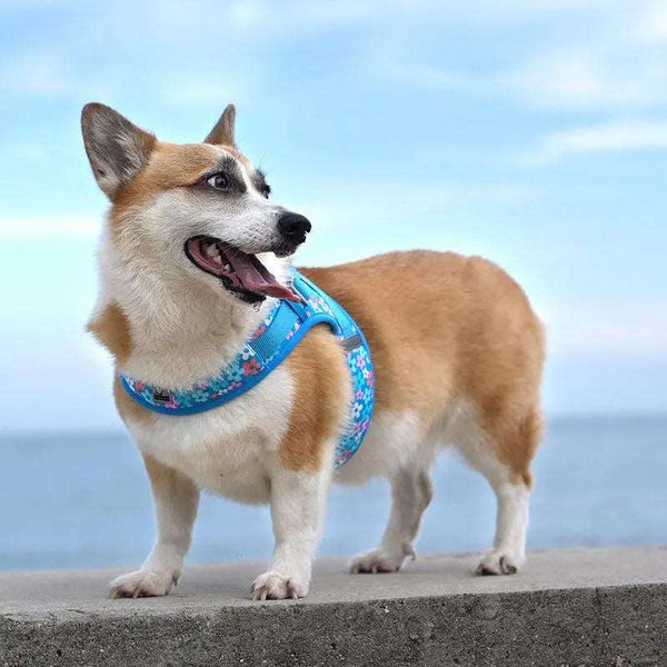 Lightweight Printed Designer Dog Harness - Gabby Whale