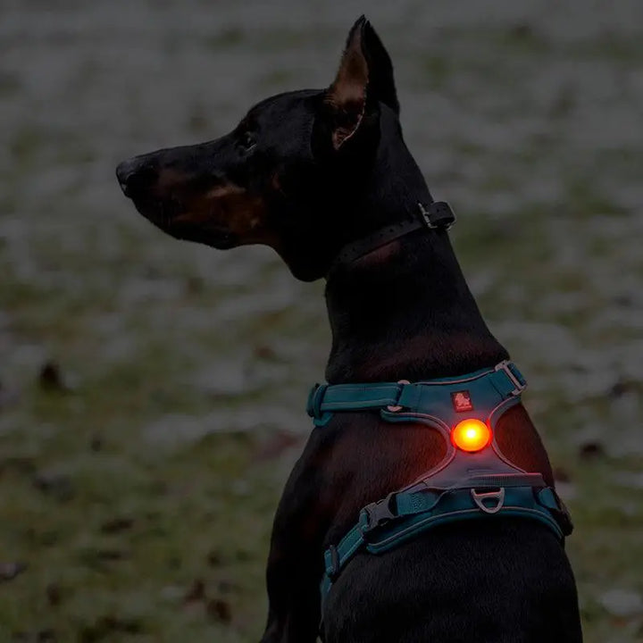 Truelove Rechargeable LED Light – A compact, USB-rechargeable LED light designed for pet visibility and safety. Features a durable PC shell, versatile attachment options for collars and harnesses, visible up to 500 meters, and available in red, blue, green, and black. Waterproof and offers three lighting modes: slow flash, fast flash, and always-on.