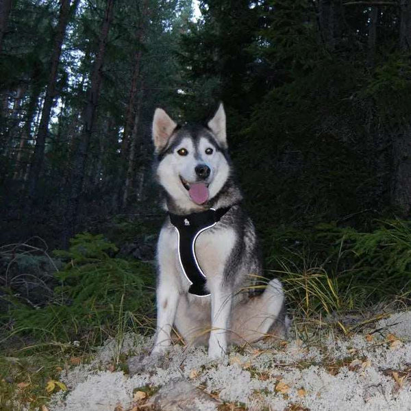 Gabby Whale Step-In Dog Harness for Easy Wear