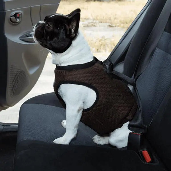 Cat wearing secure harness connected to seatbelt